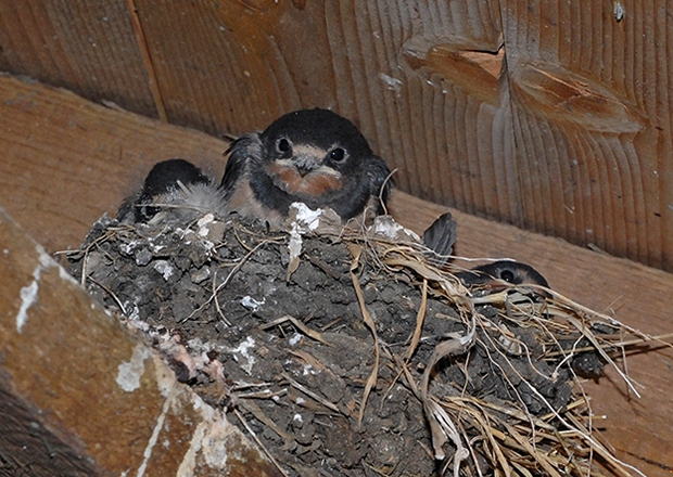 jongen op het nest
