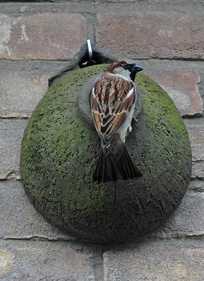 mannetje huismus inspecteert de nestpot